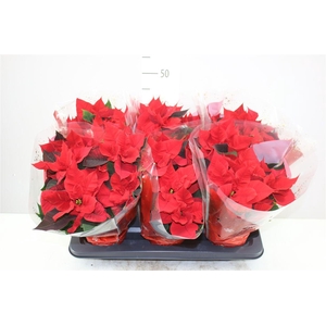 Euphorbia P Chr Universe 5-6