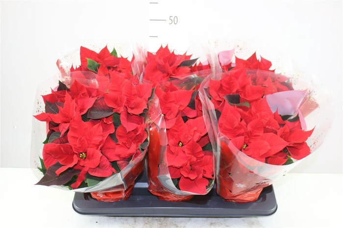 <h4>Euphorbia P Chr Universe 5-6</h4>