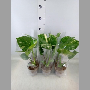 Monstera delic. 'Thai Constellatio'