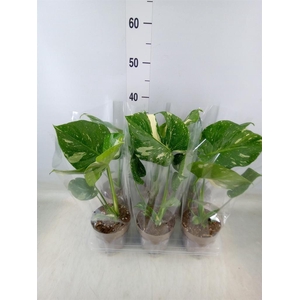 Monstera delic. 'Thai Constellatio'