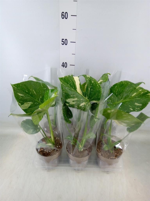 <h4>Monstera delic. 'Thai Constellatio'</h4>