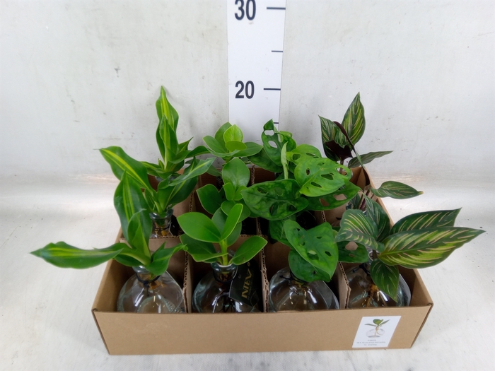 <h4>Planten  ..mix</h4>