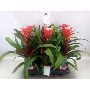 Guzmania  'Hope'