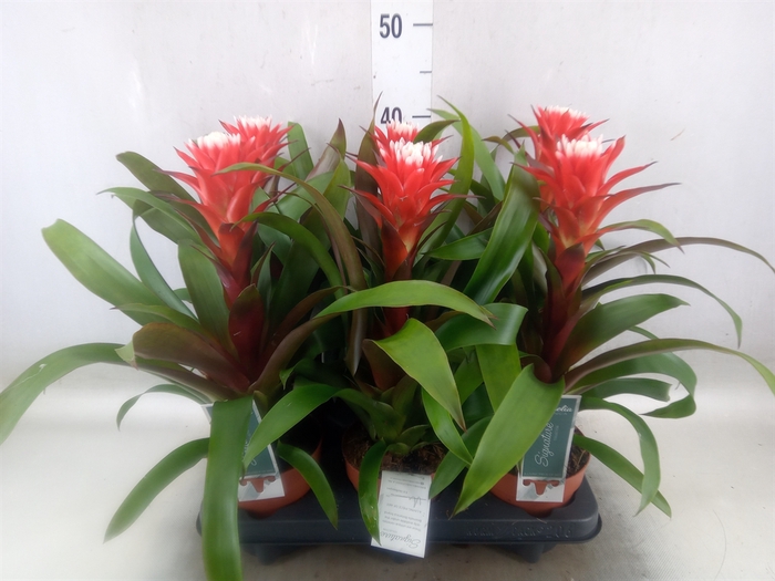 <h4>Guzmania  'Hope'</h4>