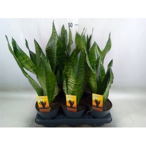 Sansevieria trifa.   ...