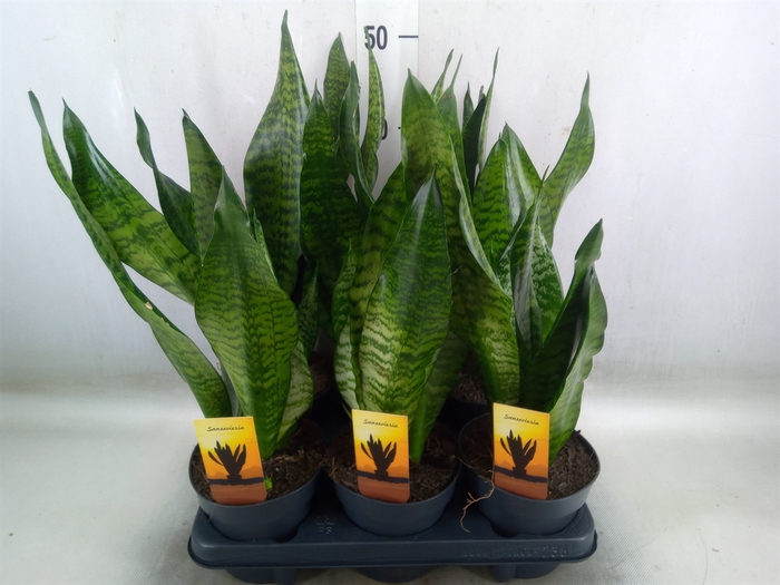 <h4>Sansevieria trifa.   ...</h4>
