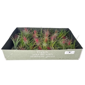 tillandsia mix x60