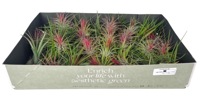 <h4>tillandsia mix x60</h4>