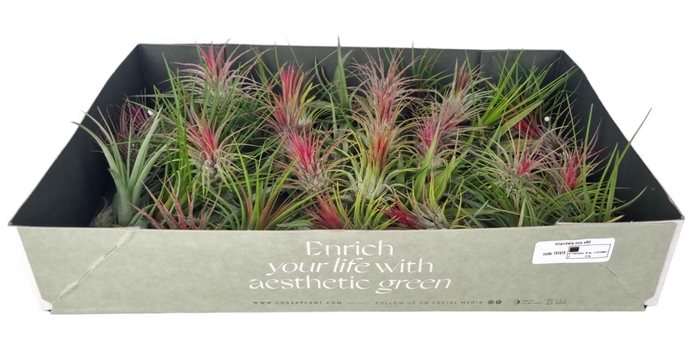 <h4>tillandsia mix x60</h4>
