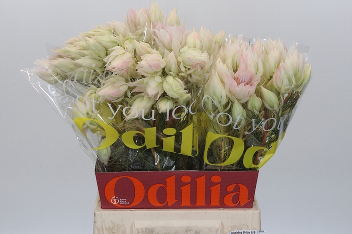 <h4>Blushing Bride 6/9 Flowers</h4>