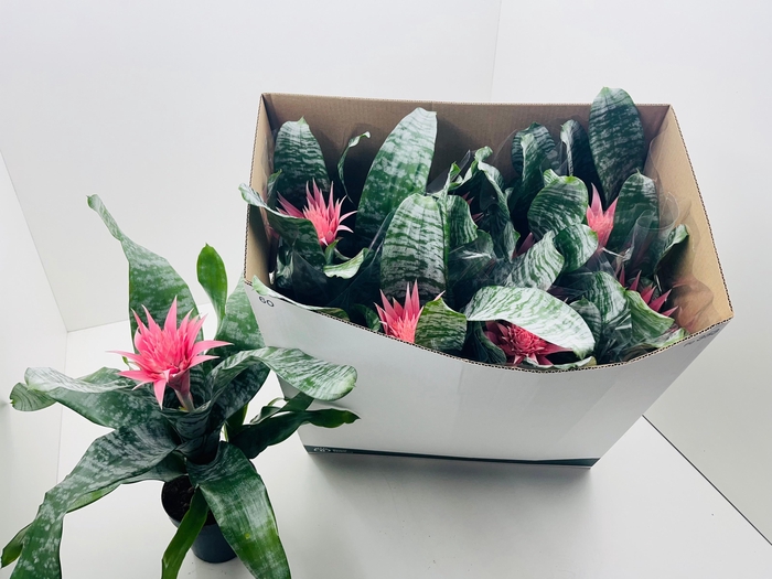 <h4>AECH FAS PRIMERA</h4>