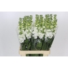 Matthiola Iron White