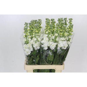 Matthiola Iron White