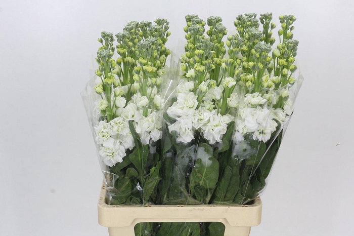 <h4>Matthiola Iron White</h4>