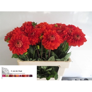 Dahlia Dec Happy Halloween