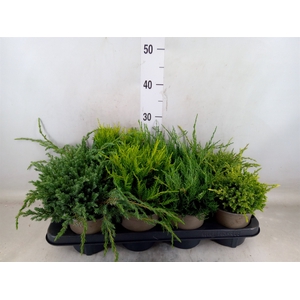 Conifers   ...mix