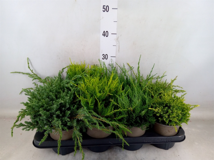 <h4>Conifers   ...mix</h4>