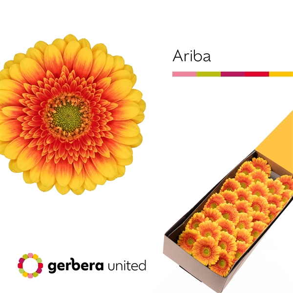 <h4>Ge Mi Ariba Box United</h4>