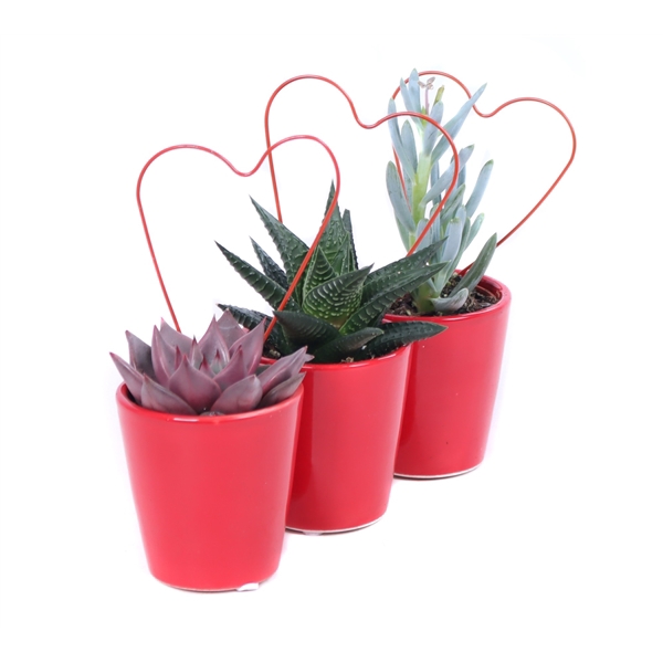 <h4>Succulent draad hart rode pot</h4>