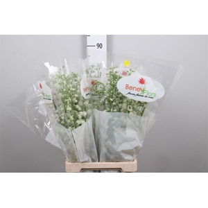 Delph Du Guard White