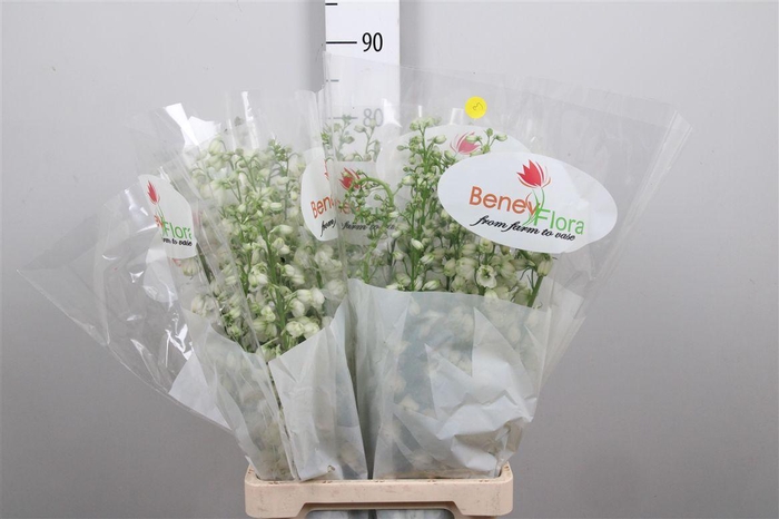 <h4>Delph Du Guard White</h4>