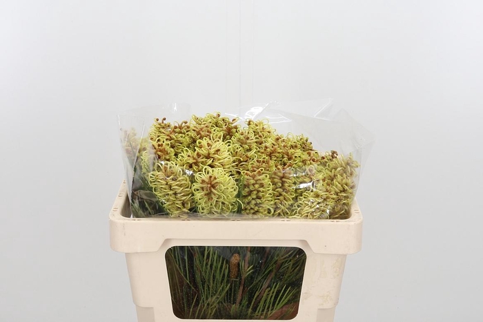 <h4>Grevillea Spiderman</h4>