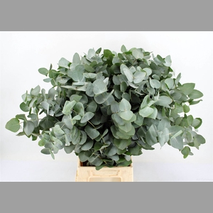 Euca Cinerea 62 Cm P Stem S A