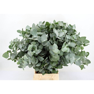Euca Cinerea 62 Cm P Stem S A