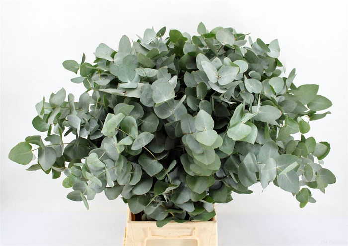 <h4>Euca Cinerea 62 Cm P Stem Sa</h4>