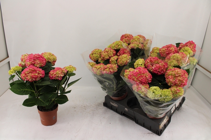 <h4>HYDR M HI MEADOW</h4>