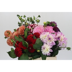 Dahlia Gemengd in fust