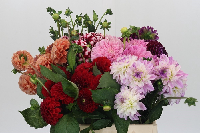 <h4>Dahlia Gemengd in fust</h4>