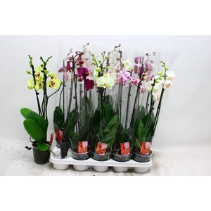 PHAL GEM 7 KL
