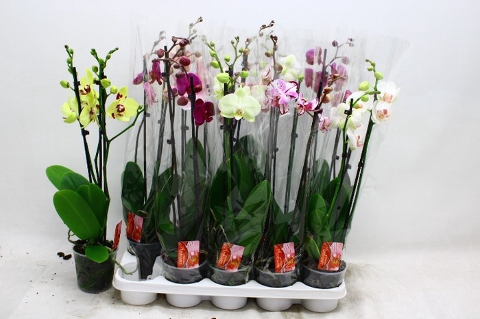 <h4>PHAL GEM 7 KL</h4>
