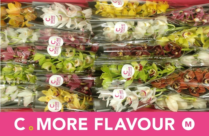 <h4>CYMB MI GEM</h4>