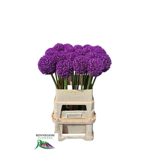 ALLIUM AMBASSADOR