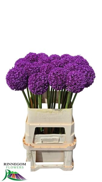 <h4>ALLIUM AMBASSADOR</h4>