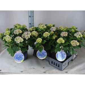 Hydrangea mac.   ...