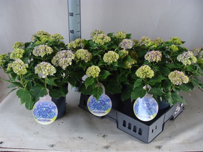 <h4>Hydrangea mac.   ...</h4>