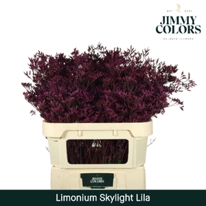 Limonium Skylight L80 Klbh. Lila
