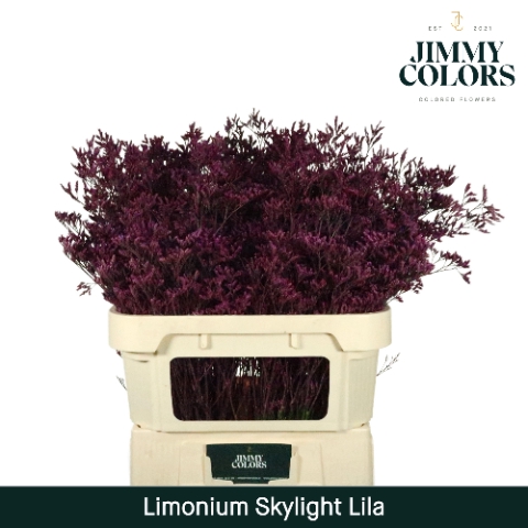 <h4>Limonium Skylight L80 Klbh. Lila</h4>