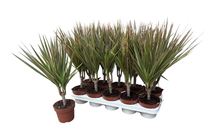 <h4>DRA MARG BICOLOR</h4>