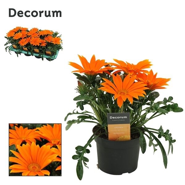 <h4>Gazania Giant Deep Orange Decorum</h4>