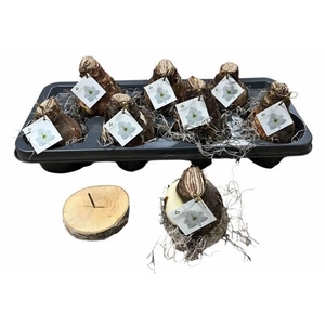 BLOEMBOL HIPPEASTRUM