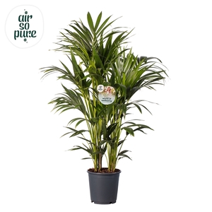 KENTIA - P24 H120 - 8PP - Air So Pure (Howea forsteriana)