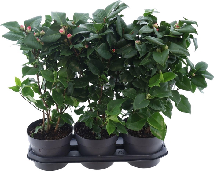 <h4>Camellia Jap Dr King 15+</h4>