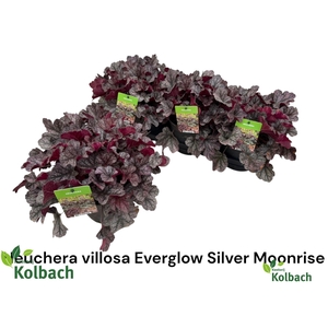 HEUCH OV