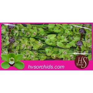 CYMB T ALI ANDERSON 80 CM