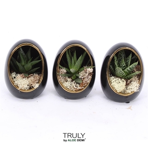 TRULY Haworthia, Gasteria, Egg Black gold