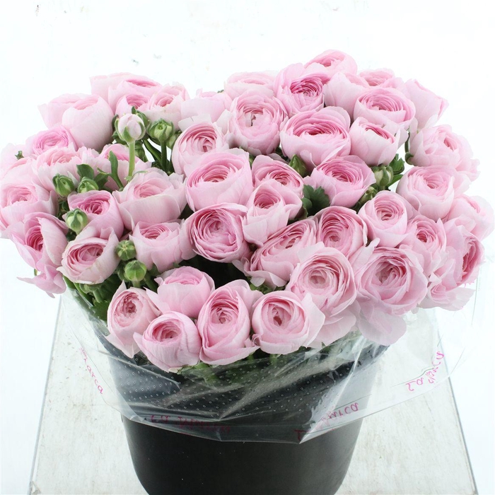 <h4>Ran Su Sr Hanoi Pink Super</h4>